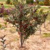 Chokeberry Brilliantissima #5 - Image 3